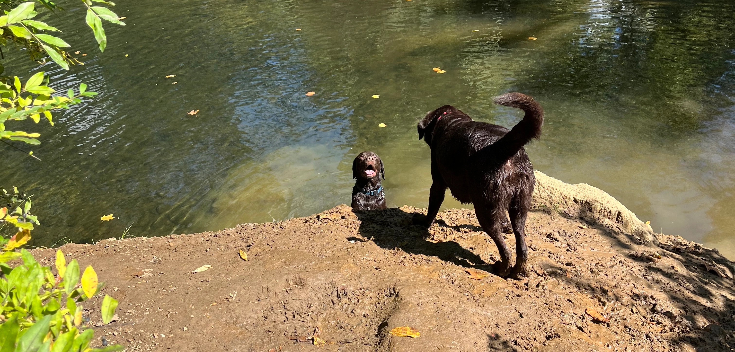 Scooby peeking up from the creek while Chase jealously watches from the bank.